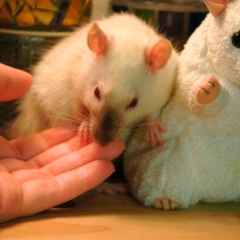Om nom nom
