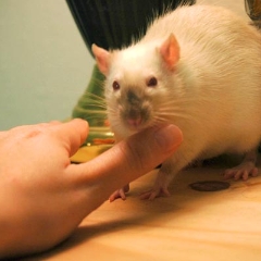 These rats are very friendly