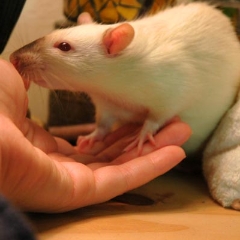 Sniff sniff