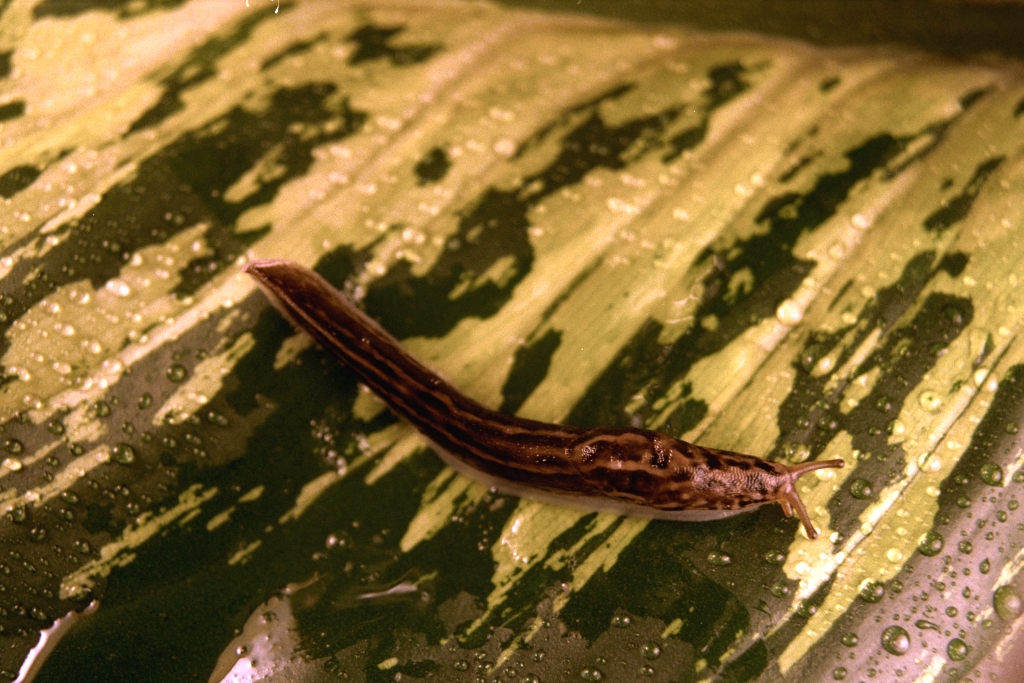 Slugs photograph. 