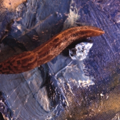 Slug on blue painting