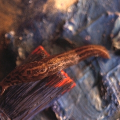 Slug climbing onto red paint brush