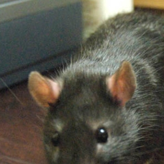 Here comes Smokey McButtons