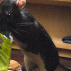 Om nom nom