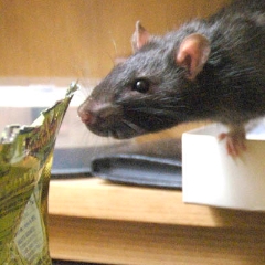 Sniff sniff