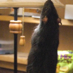 Smokey McButtons standing up