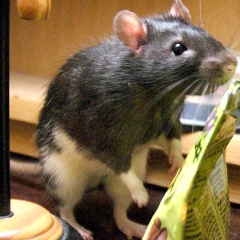 Smokey was a big rat