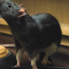 Sniff sniff sniff
