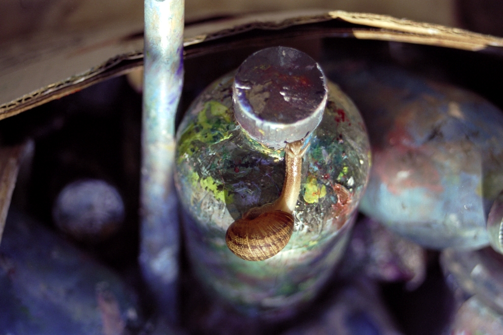 Snails photograph. 