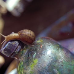 Snail on artist bottle