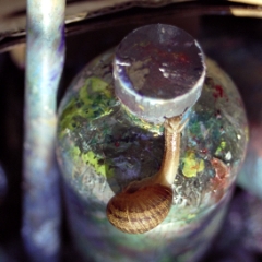 Snail on artist bottle from the top