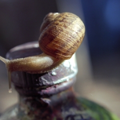 Snails