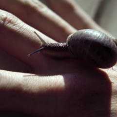 Snail on hand