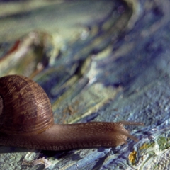 Snail on blue painting