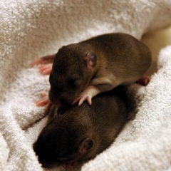 They must sleep in a pile, it brings them comfort