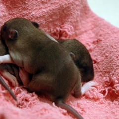 They eventually floomp on top of each other