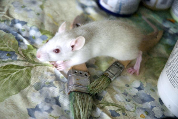 Vanilla photograph. 