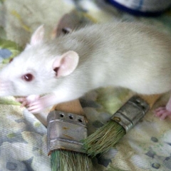 Vanilla the baby rat on my art supplies