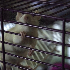 Caged