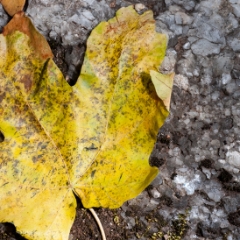Leaf detail at Crystal Sequoia National Park