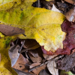Leaf detail at Crystal Sequoia National Park