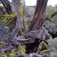 Twisted tree