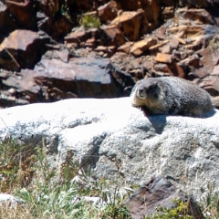 Marmoset sunning on the rock