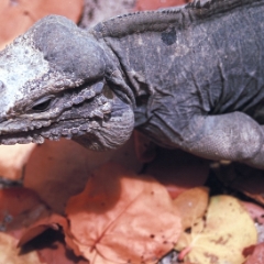 Mona Island Iguana