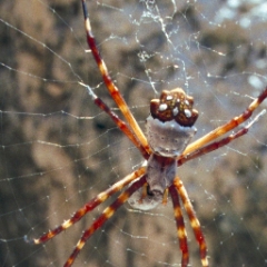 Spiders were common on the island
