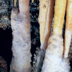 Column formations detail