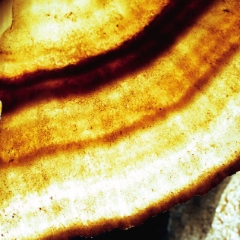 Cave bacon detail with drop of water