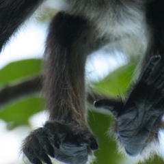 Monkey sucking on his thumb