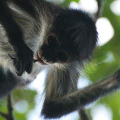 Mariposa the monkey eats fruit from the chewing gum tree