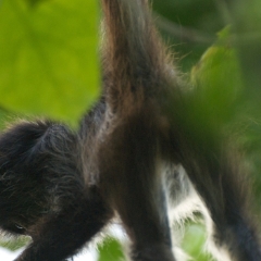 Monkey butt