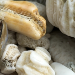 Shells and Coral