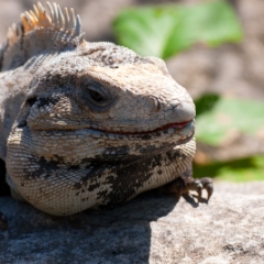 Tulum iguana