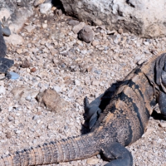 Tulum iguana