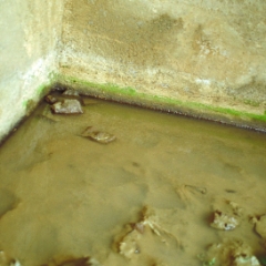 Green algae corner