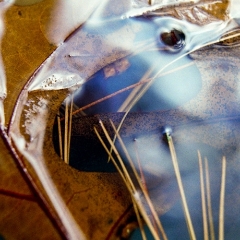 Fall leaves in blue water
