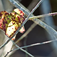 Magenta and yellow fall leaf