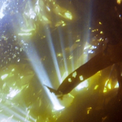 Monterey Bay kelp with sunbeams and bubbles