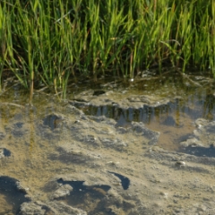 Mud and grass