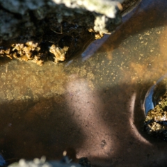Slimy mud
