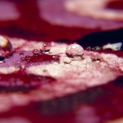 Water droplets closeup