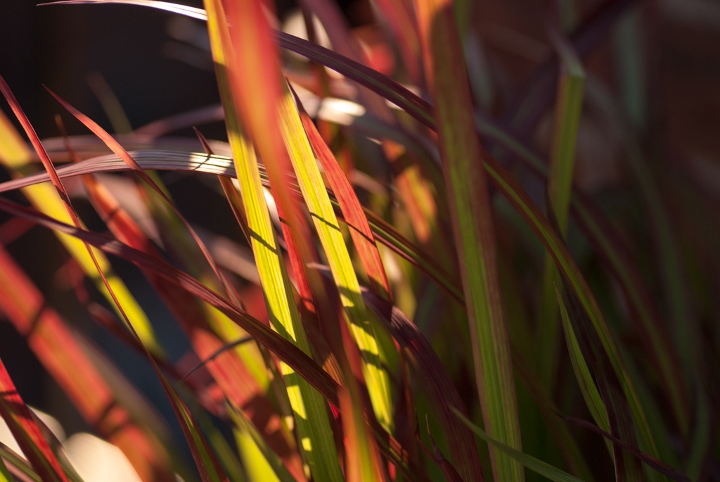 Flowers and plants photograph. In the fall it turns bright red. Japanese Bloodgrass is very pretty decorative grass.