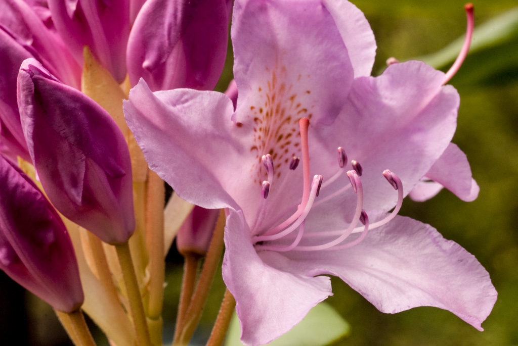 Flowers and plants photograph. 