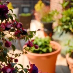 View of the deck with fuchsia