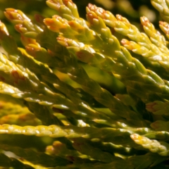 Forever Golden evergreen tree