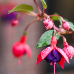 Fuchsia bloom detail