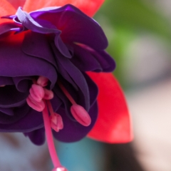 Lovely fuchsia